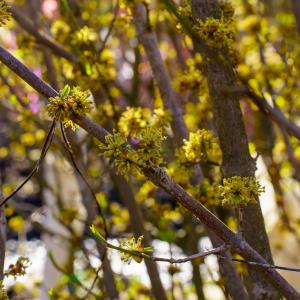 Cornelian Cherry Dogwood Outlet Free Shipping Authentic