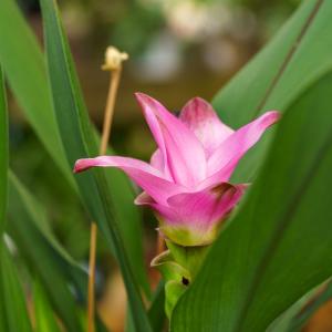 Siam Tulip Outlet Collections