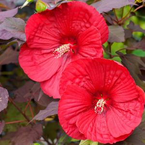 Holy Grail Hibiscus 2025 Online