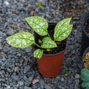 High Contrast Lungwort Sale Best Pices