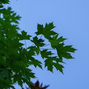 Armstrong Red Maple Buy Cheap Looking For