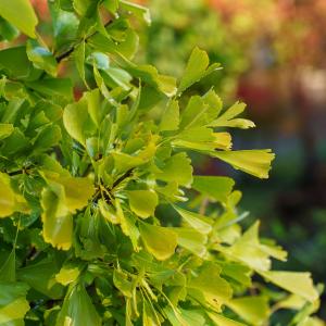 Saratoga Ginkgo Sale Enjoy