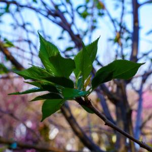 Accolade Flowering Cherry Outlet Cheap