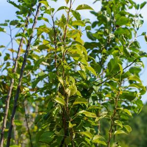Kikusui Asian Pear Cheap Sale Amazon