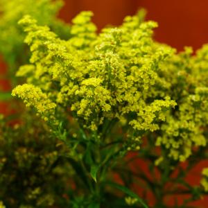 Little Lemon Goldenrod Clearance Websites