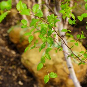 Whitebarked Himalayan Birch Cheap Online Online
