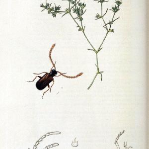 British entomology. v.2London,Printed for the author,1823-40. |  | Vintage Print Reproduction 464045 Really Cheap Shoes Online