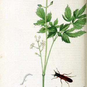 British entomology. v.2London,Printed for the author,1823-40. |  | Vintage Print Reproduction 464043 Sale 2025 Newest