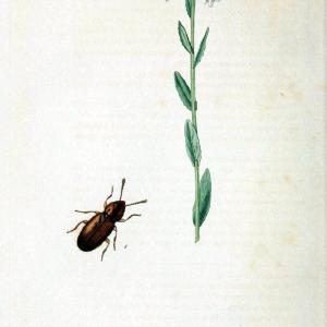 British entomology. v.2London,Printed for the author,1823-40. |  | Vintage Print Reproduction 464040 Clearance Pictures