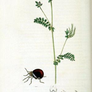 British entomology. v.2London,Printed for the author,1823-40. |  | Vintage Print Reproduction 464047 2025 New For Sale
