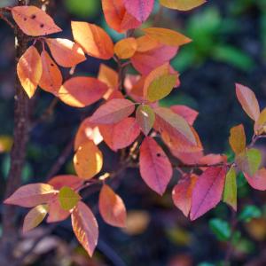 Beach Plum Buy Cheap Pice