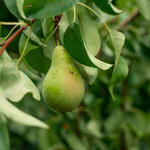 Fruiting Pear Cheap Low Shipping