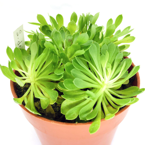 Stylidium debile Cheap With Credit Card