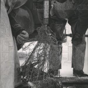 1955 Press Photo Fishermen weighing Sturgeon Fish in Net on Scale Discount 2025 Unisex