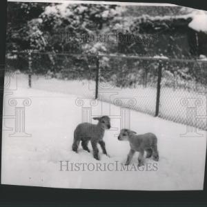 1954 Press Photo Baby Lambs Detroit Zoo Free Shipping Finishline