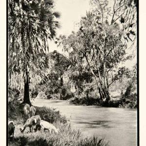 1905 Print Tsavo River National Park Kenya Africa Jungle Landscape Goat XGAC9 For Sale Finishline
