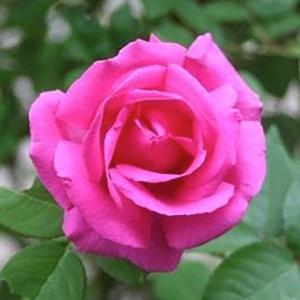 Zepherine Drouhin - 5 Gallon Free Shipping 100% Original