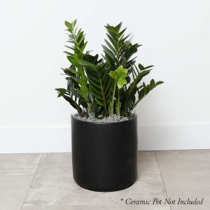 ZZ Plant - Zamioculcas - 10in Buy Cheap Extremely