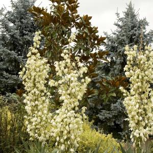 Yucca recurvata - Soft Leaf Yucca - 5 Gallon Cheap Sale Best Store To Get