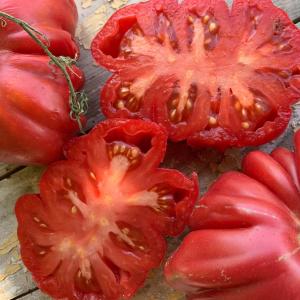 Zapotec - 4" Pot Buy Cheap Visit