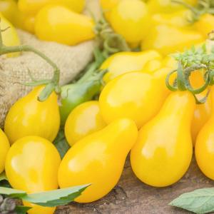 Yellow Pear - 4" Pot Sale Cheap Pice