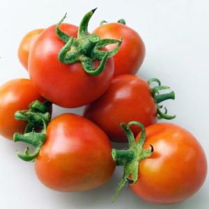 Washington Cherry - 4" Pot Free Shipping Sast