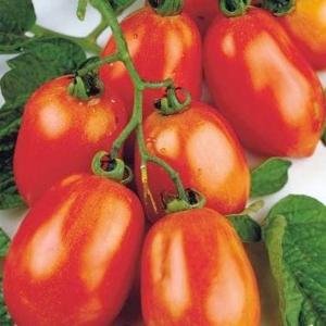 Viva Italia - 4" Pot Discount Many Kinds Of