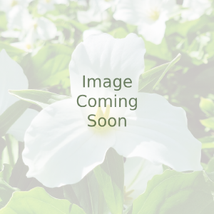 Eschscholzia californica <br>POPPY CALIFORNIA 'PURPLE GLEAM' Wholesale Pice