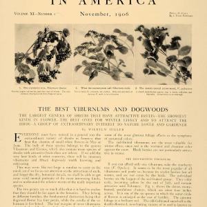 1906 Article Decorative Plants Flowers Foliage Dogwoods - ORIGINAL CL5 Visit