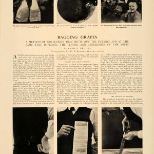 1906 Article Bagging Grapes Fruit Vine Crop Wine Fred Brooks Farming Bird CLA1 Clearance Wide Range Of