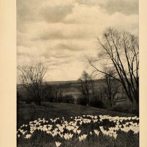 1906 Article Crocus Lawn Bulb Garden Lawn Plant Sky Flower Grass Wilhelm CLA1 Sale Discount