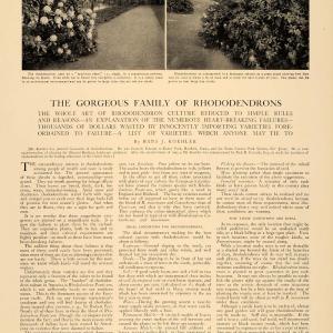 1906 Article Floral Botanical Gardening Planting Rhododendrons Flowers CLA1 Free Shipping Official