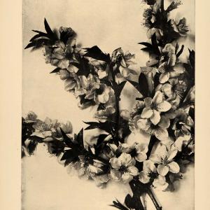 1906 Article Fruit Tree Garden Produce Peach Apple Blossom Orchard Flower CLA1 With Credit Card Free Shipping