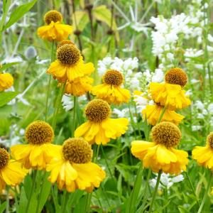 Zonnekruid - Helenium 'Kanaria' Sale Shop Offer