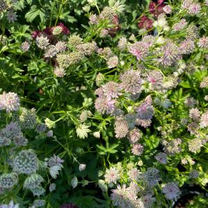 Zeeuws knoopje - Astrantia major 'Florence' Cheap Websites