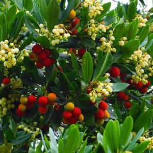 Aardbeiboom - Arbutus unedo Cheap Discount Sale