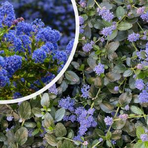 Amerikaanse sering - Ceanothus arboreus 'Julia Phelps' Great Deals Cheap Pice