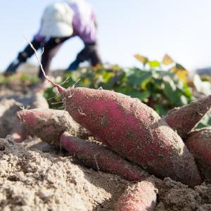 Zoete aardappel - Ipomoea batatas Exclusive Online