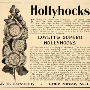 1907 Ad J. T. Lovett Hollyhocks Plants Flowers Garden - ORIGINAL TIN4 Footlocker Pictures