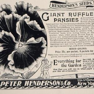 1902 Ad Peter Henderson Seeds Giant Ruffled Pansy NICE - ORIGINAL CL1 Quality Free Shipping For Sale