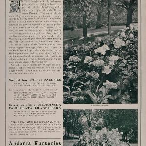 1902 Ad Andorra Nurseries Herbaceous Peony Hydrangea - ORIGINAL ADVERTISING CL1 Buy Cheap Best