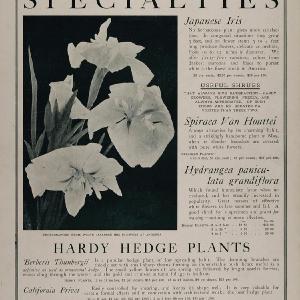 1902 Ad Andorra Nurseries White Japanese Iris Flowers - ORIGINAL ADVERTISING CL1 Clearance Store For Sale