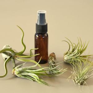5 Pack Air Plant Variety Pack with Spray Bottle Wholesale Pice