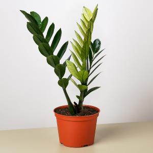 Zamioculcas 'Chameleon' Pay With Visa Cheap Online