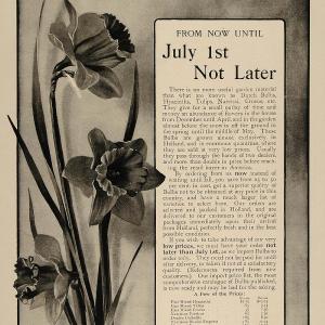 1906 Ad Elliott Nursery Pittsburgh Daffodil Spring Bulb - ORIGINAL CL2 Free Shipping 2025 New