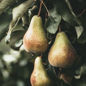Warren Pear Tree Collections Online