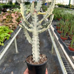 4" Succulent Euphorbia 'Dragon Bone' Manchester Great Sale Online