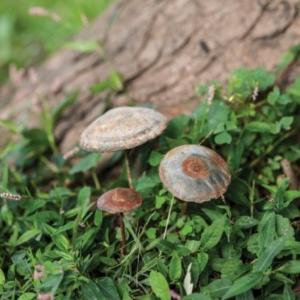 Zinc Mushroom Stakes Top Quality For Sale