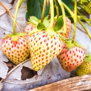 Aardbei - Fragaria x ananassa Pineberry Cheap Sale 100% Guaranteed