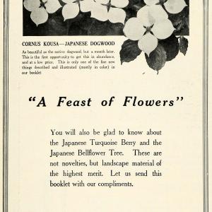 1920 Ad Cornus Kousa Japanese Dogwood Flower Hicks Nurseries Botanical HB2 Clearance Pictures